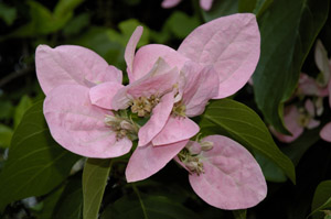 Pinckneya, Feverbark flowers